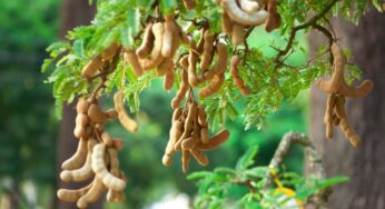 Misteri Pohon Asam Jawa, dari Pengobatan hingga Ritual