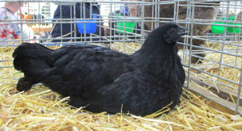 Asal-Usul Ayam Cemani dan Kepercayaan Mistis di Baliknya