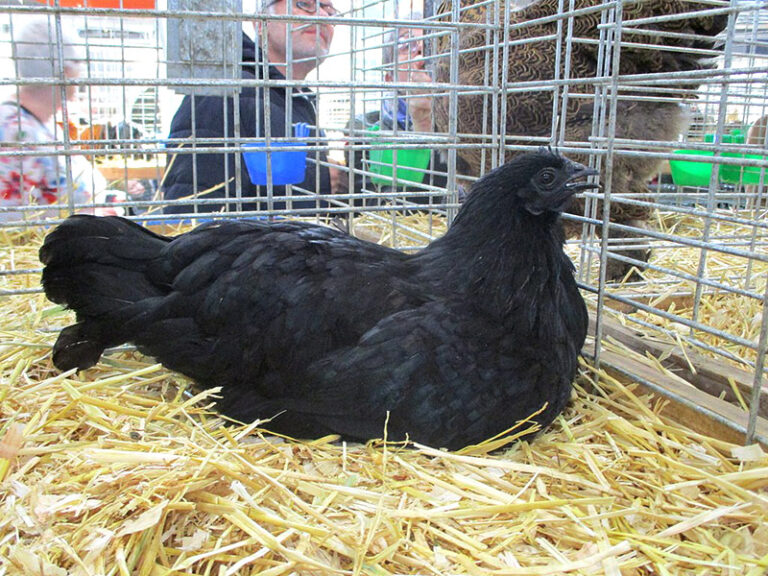 Ayam Cemani