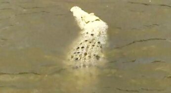 Misteri Buaya Siluman Citanduy Bangkitkan Ketakutan Lama