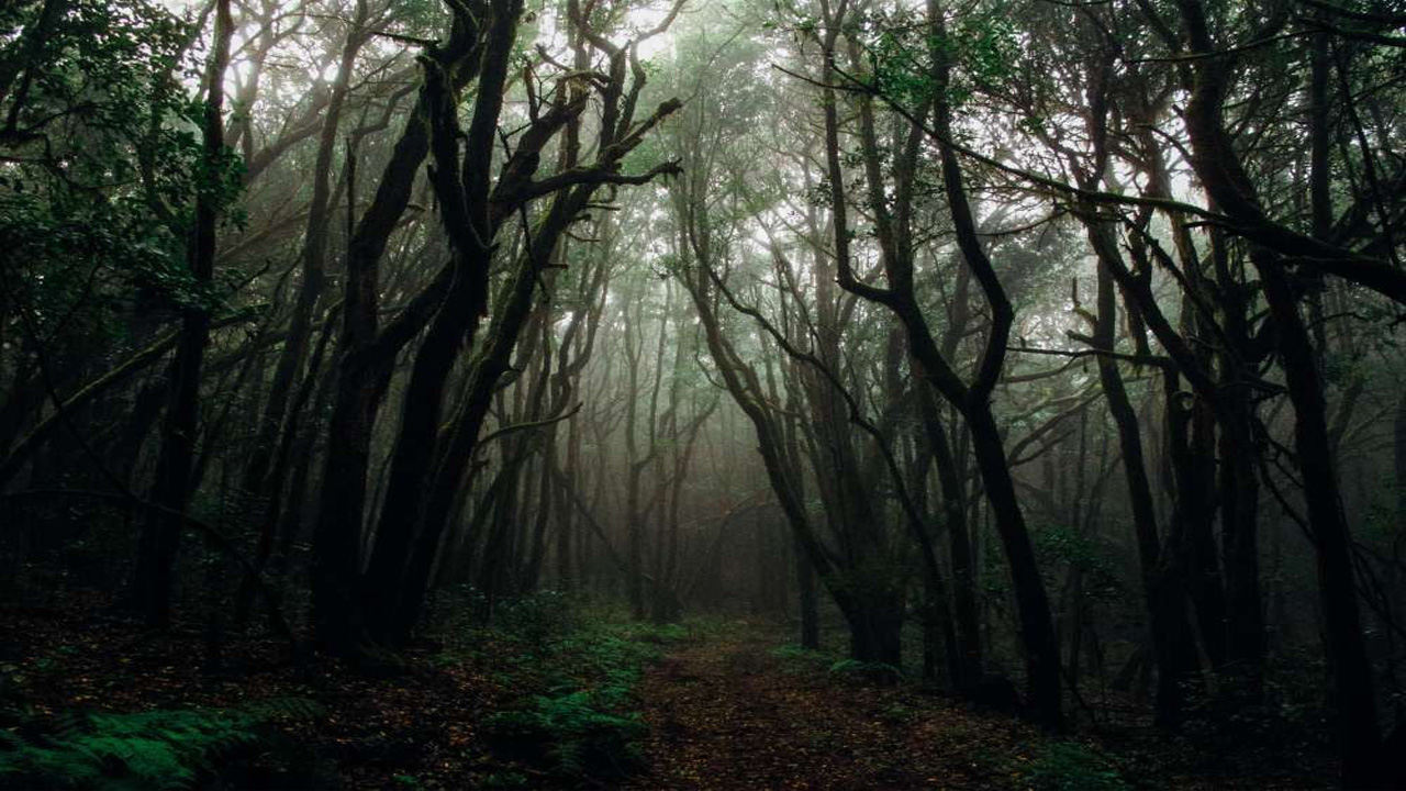 Misteri Hutan Aokigahara di Jepang: Antara Keindahan dan Kisah Tragis