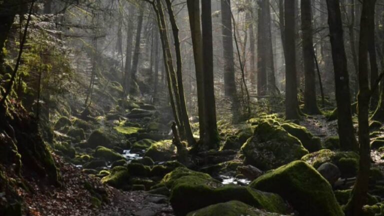 Menjelajahi Black Forest Jerman, Keindahan Alam, Mitos, dan Budaya yang Tak Lekang Waktu