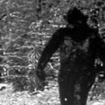 Jejak Raksasa di Hutan Papua: Benarkah Bigfoot Ada di Indonesia?