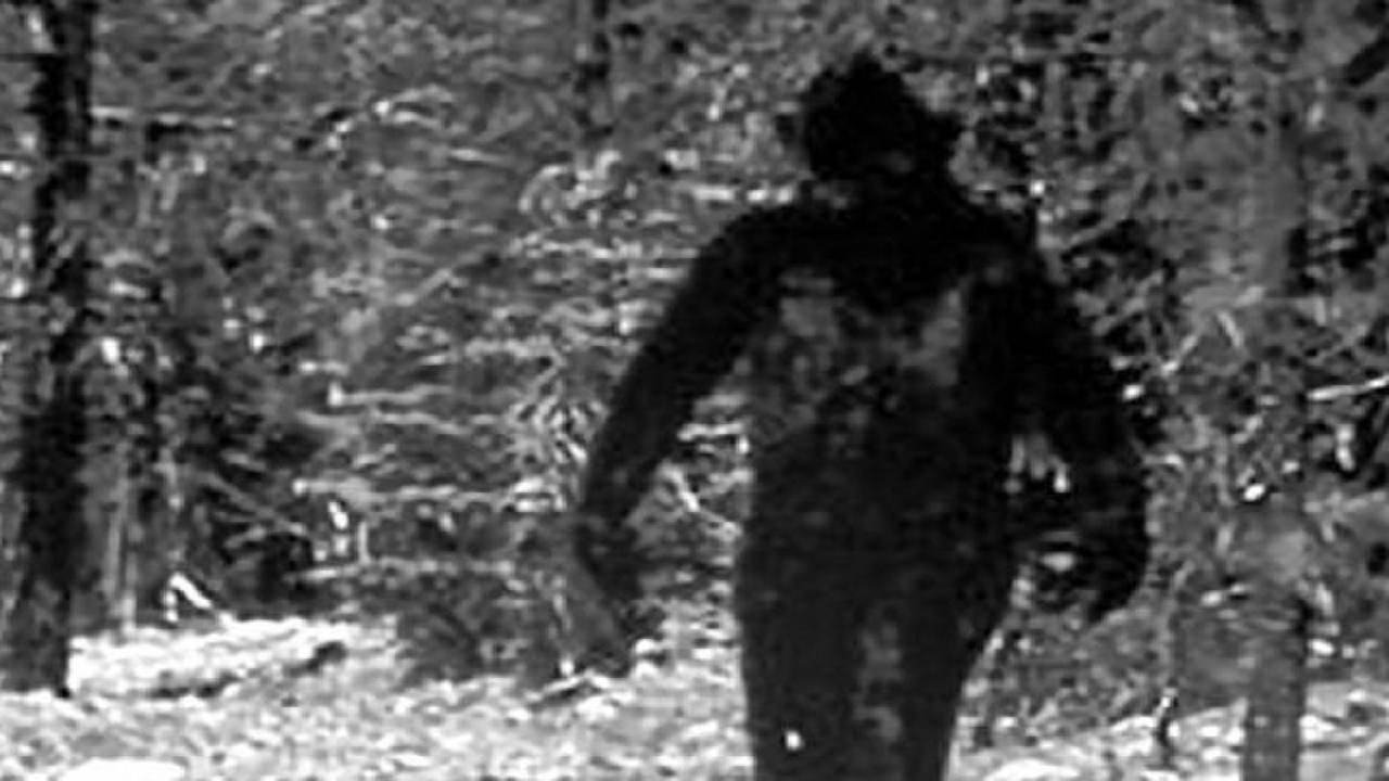 Jejak Raksasa di Hutan Papua: Benarkah Bigfoot Ada di Indonesia?