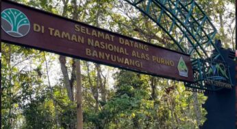 Rahasia Hutan Alas Purwo: Dari Kerajaan Gaib hingga Hilangnya Pendaki Tanpa Jejak
