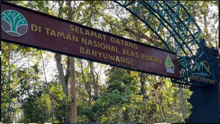 Rahasia Hutan Alas Purwo: Dari Kerajaan Gaib hingga Hilangnya Pendaki Tanpa Jejak